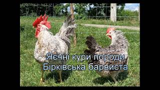 Яєчні кури породи Бірківська барвиста