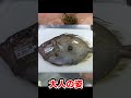 謎の深海生物が群れる漁港を大調査！
