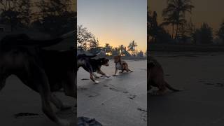 Puppies ? playing at beach | Best candid shot ? | shorts