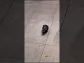 Pigeon in McDonald’s 🦅