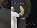 صقر ذهبي حر نادر سبحان الله 