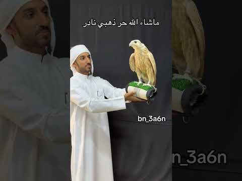 صقر ذهبي حر نادر سبحان الله