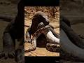 #Komodo Dragon vs Python | Intense Wildlife Encounter in the Wild | Nature Documentary#shorts