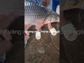 CÁ CÓC SÔNG - ĐẶC SẢN CÁ SÔNG THIÊN NHIÊN AN GIANG