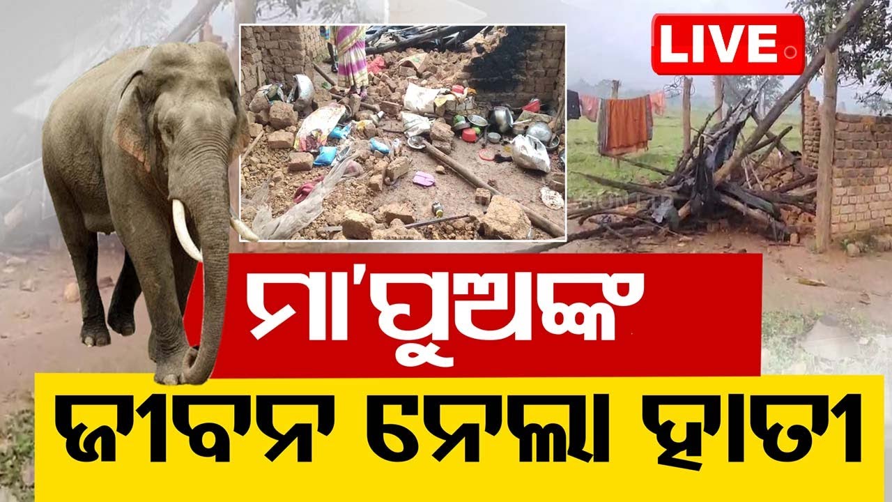 ????Live | ମାଆ ପୁଅର ଜୀବନ ନେଲା ହାତୀ | 2 killed in jumbo attacks in Sundargarh