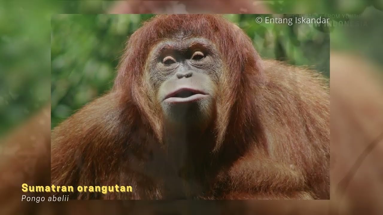 Mengenal Primata di Indonesia