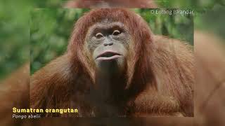 Mengenal Primata Di Indonesia
