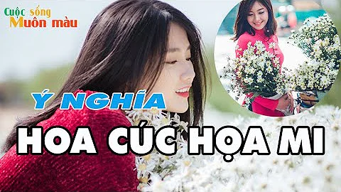 Ý nghĩa của hoa cúc họa mi? Hoa cúc họa mi/ Hoa cúc đẹp