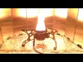 ジェット燃料inガソリンストーブ(4):  Polar Dawg2 Jet fuel in gasoline stove サイレントキャップの意外な効果