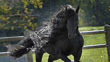 ¿Qué raza de caballo es la más bonita?