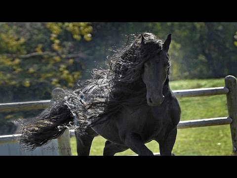 Video: ¿Cuál es la mejor raza de caballos?