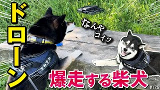 爆走柴犬をドローンで追いかけたがヤバすぎる