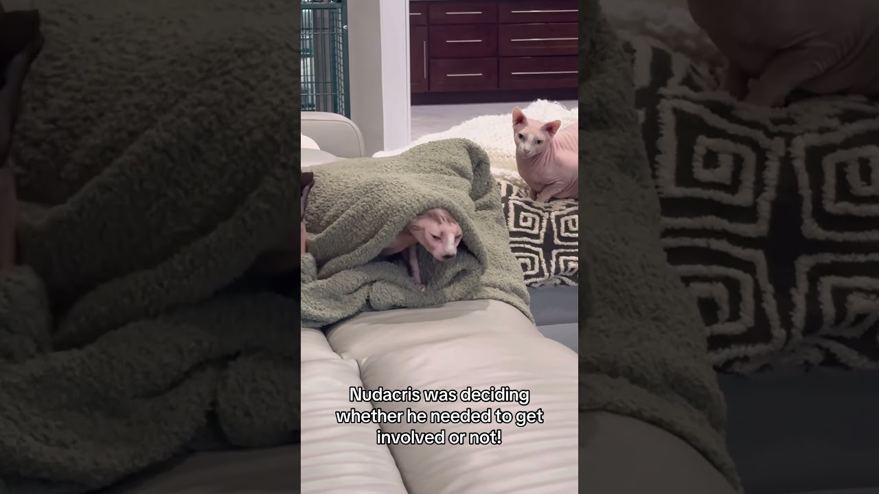 #cat #funnyanimal #youtubeshorts #entertaininganimals #sphynx #funnycat #funny #catvideos #cats