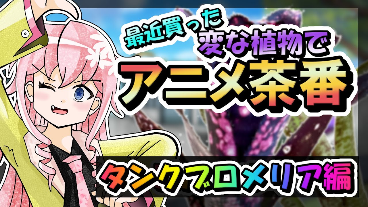 【植物アニメ】最近買ったタンクブロメリアで茶番作ってみた【コレクション紹介】