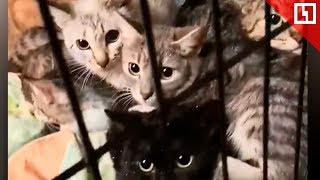 Более 30 котов заперли в гараже Более 30 котов заперли в гараже