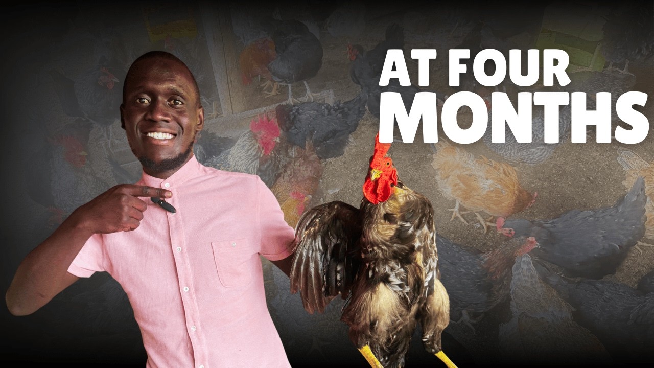Local Poultry at 4 Months: What to Expect 