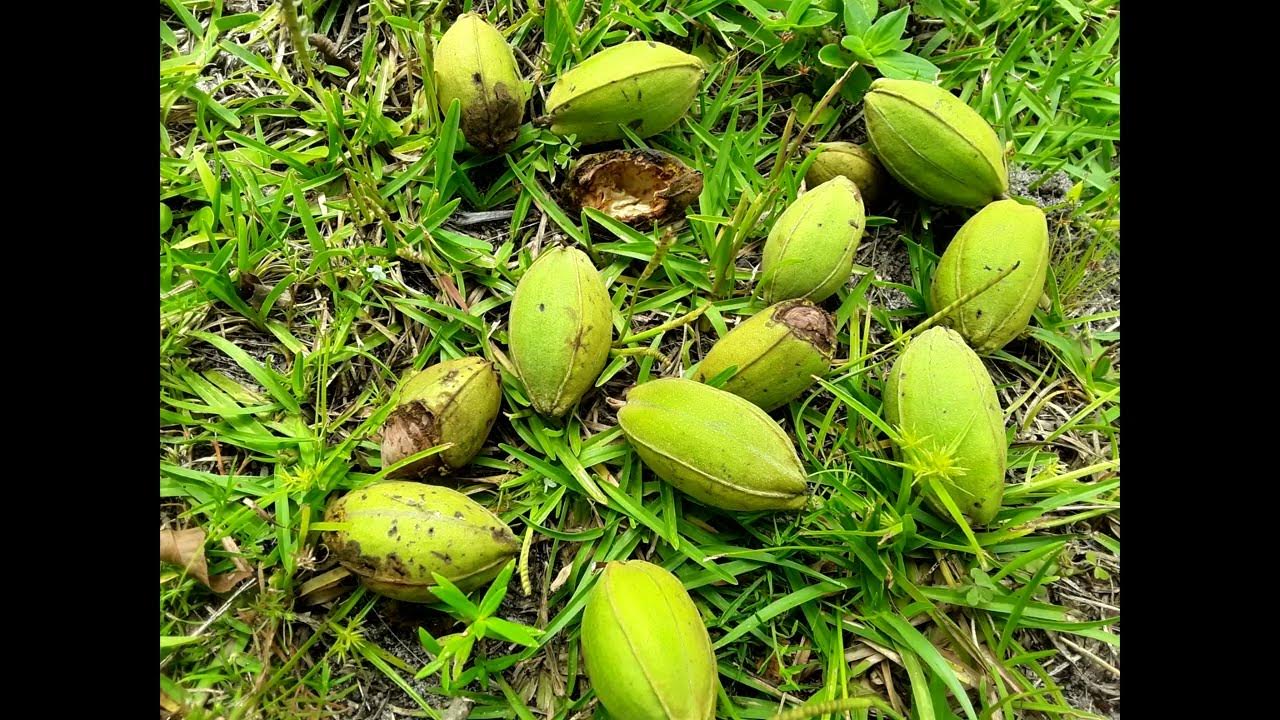 Squirrel in the Pecan Tree YouTube