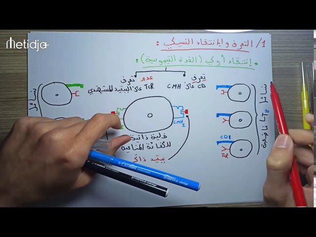 المناعة : الجزء 10 ( المناعة الخلوية : التعرف والانتقاء النسيلي )