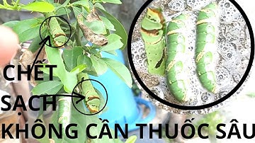 Cách Diệt Sâu Chết Sạch Mà Không Cần Đến Thuốc Trừ Sâu/Mẹo Diệt Sâu Mà Không Cần Đến Thuốc Trừ Sâu