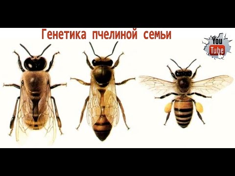 Измайлов Г.Б. - Чистопородное разведение пчел, Генетика пчелиных семей