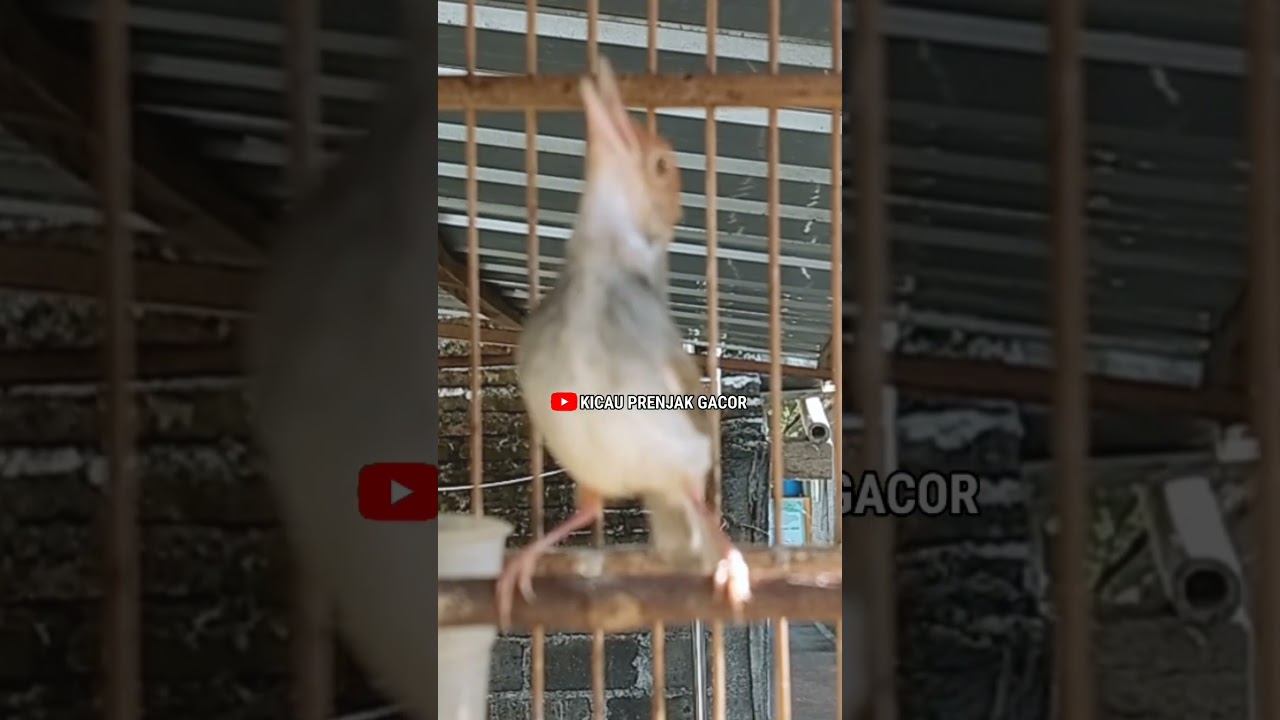 PRENJAK BETINA MEMANGGIL  JANTAN. Shorts#