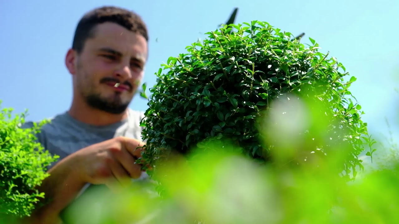 Romiti Vivai di Pietro e Figli ss