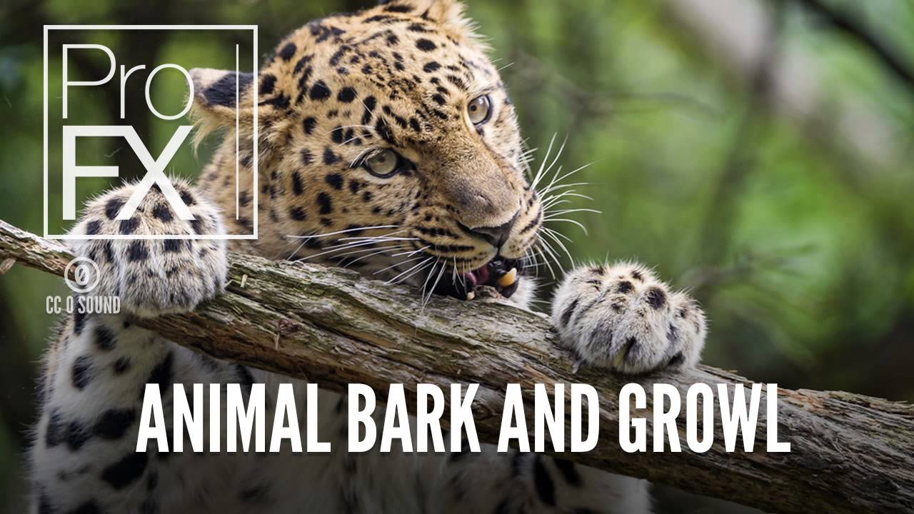 Animal Bark And Growl | Animal sound effects | ProFX (Sound, Sound Effects, Free Sound Effects)