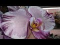 #Орхидеи # фаленопсис Сакрифайс и его супер корни! 💪👍