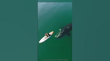 PADDLE BOARDER GOT SMACKED BY A WHALE | 🐋👊🚣‍♀️