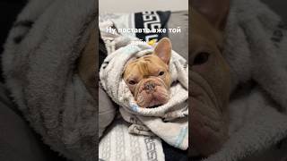 #frenchie # #frenchbulldog #puppylove