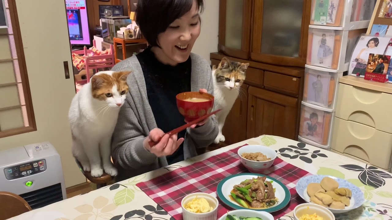 おかみさん猫使い修行