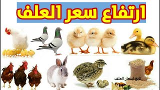 اسعار الفراخ البيضاء اليوم الاثنين 30/3/2020 بورصه الدواجن/البط/الارانب/السمان/الحمام/البيض/الاعلاف
