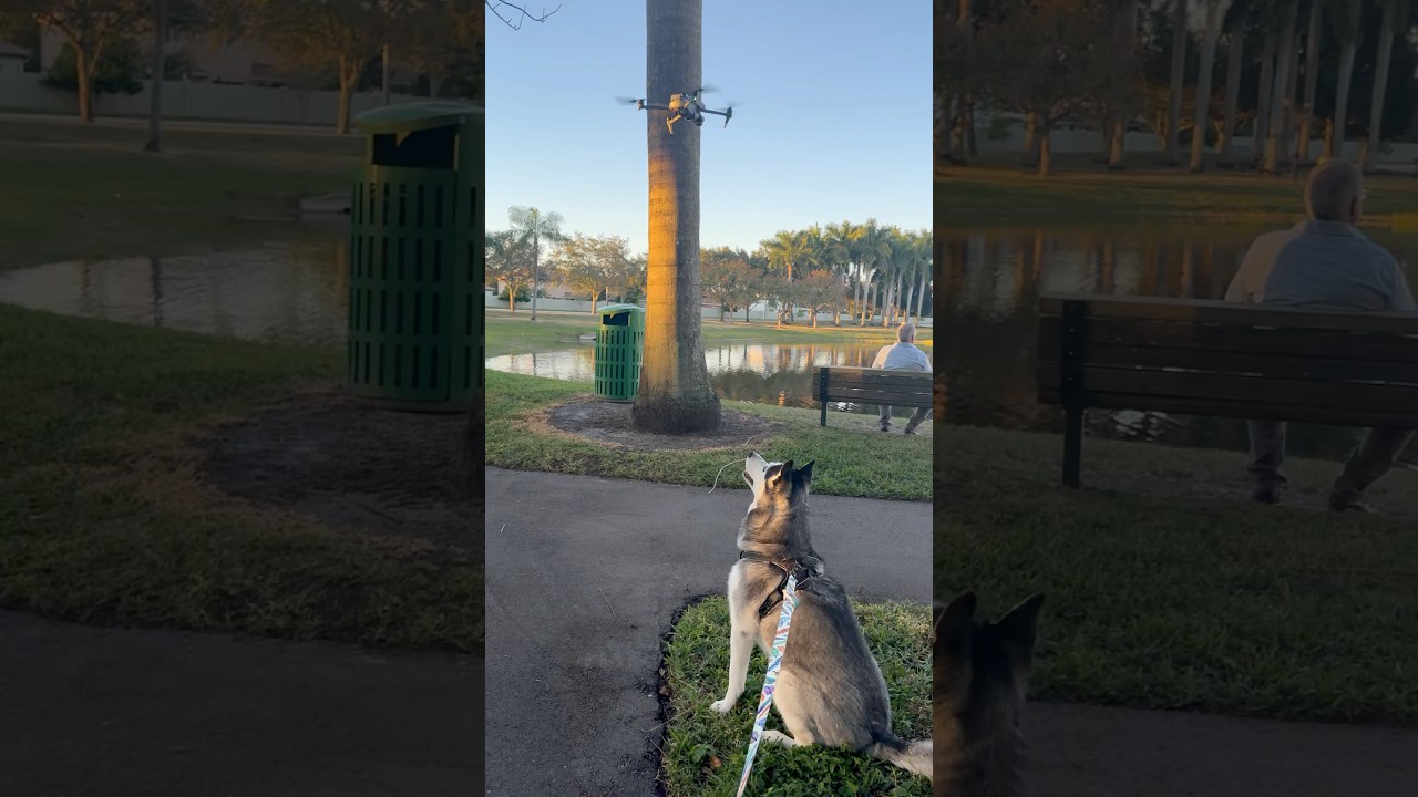 Husky meets a Drone during a commercial shoot! 