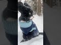 Vladdie the pooh