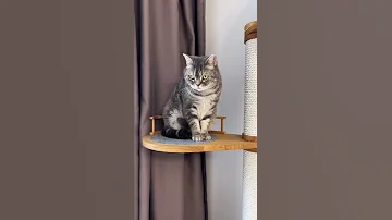 Как постричь кошке когти
