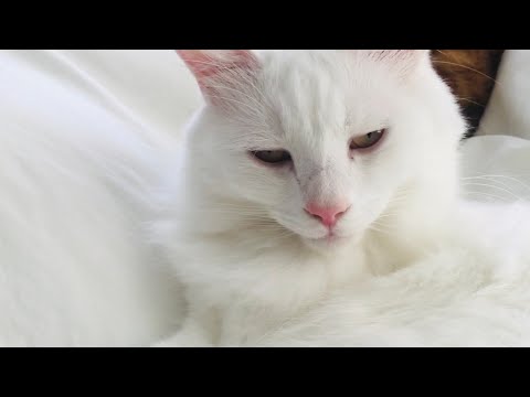 【猫の毛づくろい ASMR?】なが〜い白猫の毛づくろい ちょっぴり音フェチ White cat