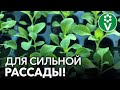 ВСЕГДА ОБРАБАТЫВАЮ ТАК РАССАДУ ПРИ ПИКИРОВКЕ для мощной корневой системы и защиты от болезней