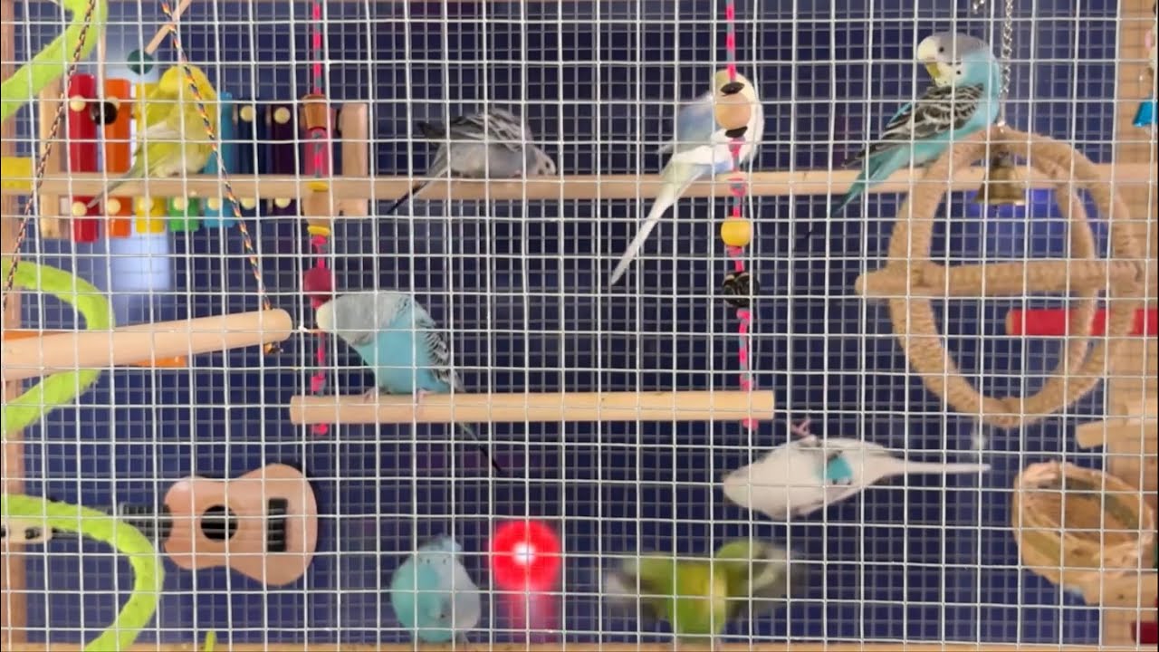 Cat Laser Game Parakeets React YouTube