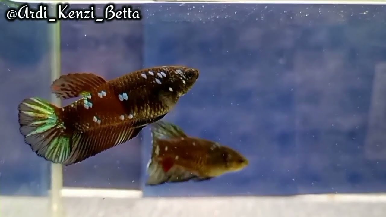 Cara setting indukan avatar agar gliter