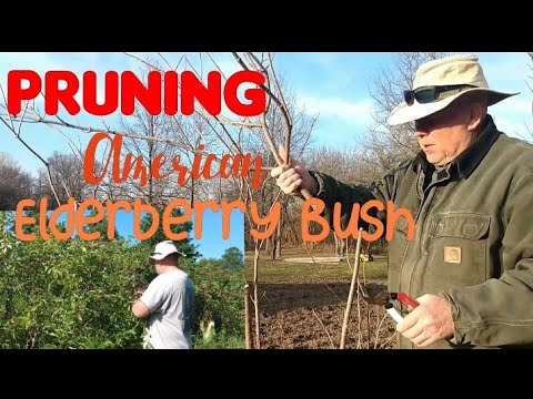 Video: Elderberry Racemose