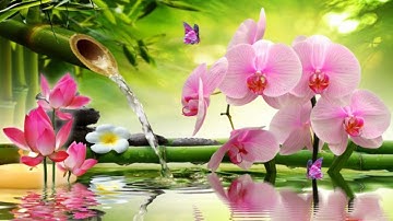 Nhạc Thiền Tịnh Tâm - Xóa Tan Muộn Phiền ưu tư trong cuộc sống - đi vào giấc ngủ ngon