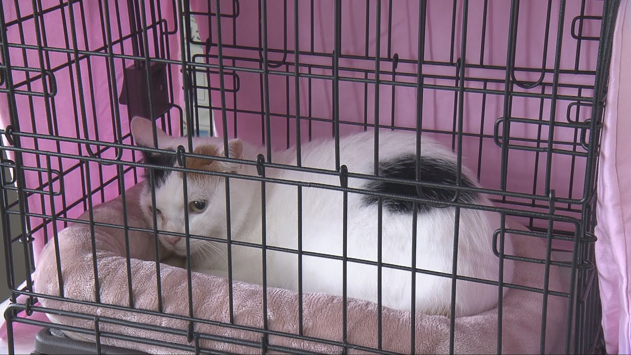 Take good care of meow