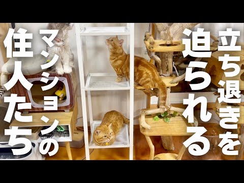 突然、立ち退きを迫られるマンションの住猫たち #猫 #マンチカン