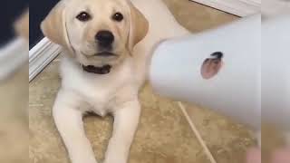 4 Labrador Lovers ❤ Funny and Cute Labrador Retriever Dogs Videos Compilation by PIGO 242 views 4 years ago 12 minutes, 24 seconds