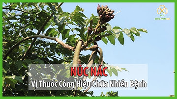 Núc Nác Vị Thuốc Công Hiệu Chữa Nhiều Bệnh I Bài Thuốc Sử Dụng Cây Núc Nác I Sống Khỏe 360