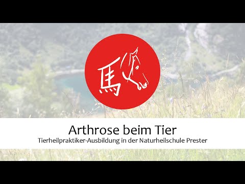 Video: Was soll ich meinem arthritischen Hund geben?