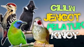 SUDAH TERBUKTI !! MASTERAN MATERI PALING EDAN !!! CILILIN - JENGGOT - PELATUK - CUCAK KINOY !!!