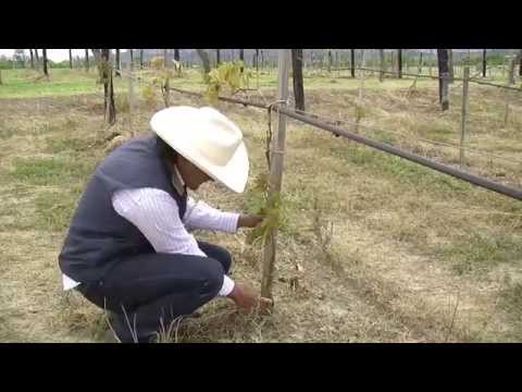 Video: Grapevine no está fructificando: ¿Por qué no hay uvas en Grapevine?