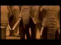 Elefanten in der Savanne von Ostafrika 2011