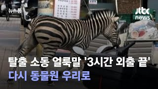 탈출 소동 얼룩말 '3시간 외출 끝'…다시 동물원 우리로 / JTBC 뉴스룸
